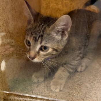 Gon -  Domestic Short Hair Cat for Adoption in Philadelphia, Pennsylvania - Gon | PetCurious