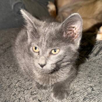 A&C: Ash -  Domestic Short Hair Cat for Adoption in Falls Church, Virginia - A&C: Ash | PetCurious