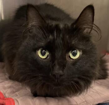 Binx -  Domestic Long Hair Cat for Adoption in Morganton, North Carolina - Binx | PetCurious
