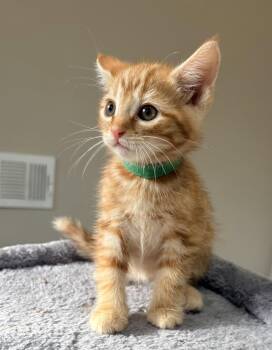 Bronx -  Domestic Short Hair Cat for Adoption in The Woodlands, Texas - Bronx | PetCurious