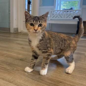 Amber -  Domestic Short Hair Cat for Adoption in Wilmington, North Carolina - Amber | PetCurious