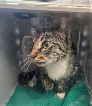 Domestic Short Hair Cats Available for Adoption - Bunny | PetCurious