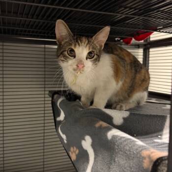 Rescue Domestic Short Hair Cats for Adoption in St. Louis, Missouri - Candycane Mocha | PetCurious