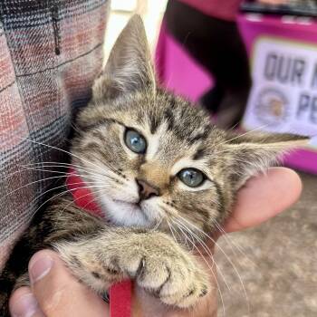 He Man -  Tabby Cat for Adoption in Greenfield, California - He Man | PetCurious