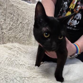 Domestic Short Hair Cats Available for Adoption - Thunder Bolt | PetCurious