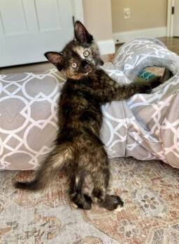 Domestic Short Hair Cats Available for Adoption in Dedham, Massachusetts - KANGA | PetCurious