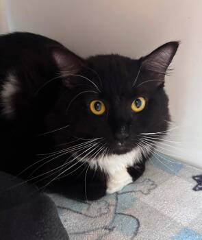 Esfuerzo (ID 52119) -  Domestic Medium Hair Cat for Adoption in Manassas, Virginia - Esfuerzo (ID 52119) | PetCurious