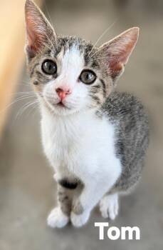 Tom -  Domestic Short Hair Cat for Adoption in Longwood, Florida - Tom | PetCurious