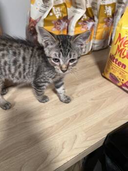Splish -  Domestic Short Hair and Tabby Cat for Adoption in Wilmington, North Carolina - Splish | PetCurious
