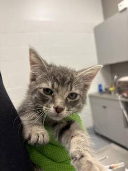 ROMY -  Domestic Short Hair Cat for Adoption in Indianapolis, Indiana - ROMY | PetCurious