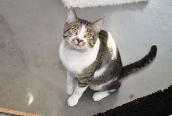 Domestic Short Hair Cats Available for Adoption - Vanderlind | PetCurious