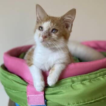 Charlie -  Domestic Short Hair Cat for Adoption - Charlie | PetCurious