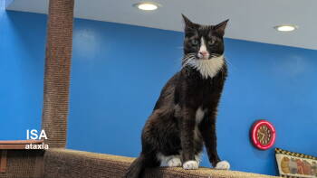 Rescue Domestic Short Hair Cats for Adoption in Santa Rosa, California - Isa | PetCurious