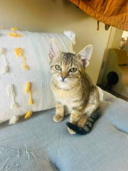 Freyja -  Domestic Short Hair Cat for Adoption in Kettering, Ohio - Freyja | PetCurious