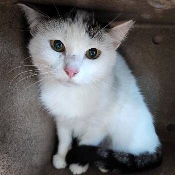 Rita (working cat) -  Domestic Short Hair Cat for Adoption in Marshfield, Wisconsin - Rita (working Cat) | PetCurious