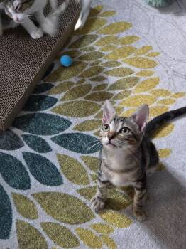 Faby -  Domestic Short Hair Cat for Adoption in St. Petersburg, Florida - Faby | PetCurious