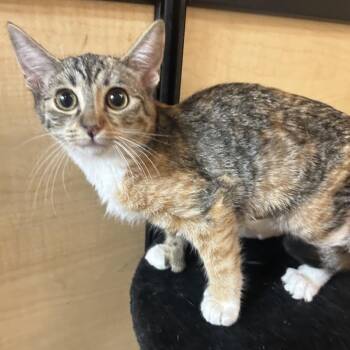 Dee -  Domestic Short Hair and Extra Toes Cat Hemingway Polydactyl Cat for Adoption in Hemet, California - Dee | PetCurious