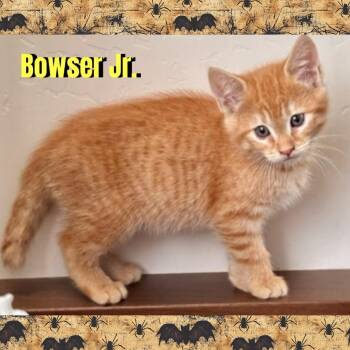 Bowser Jr. -  Domestic Short Hair Cat for Adoption in Red Lodge, Montana - Bowser Jr. | PetCurious