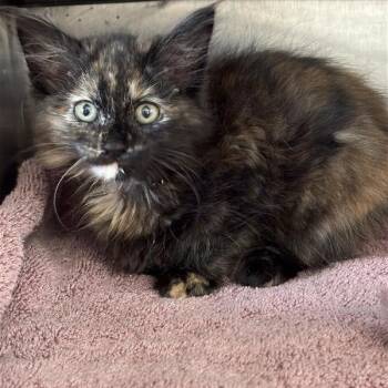 Button -  Domestic Short Hair Cat for Adoption in Hawthorne, California - Button | PetCurious