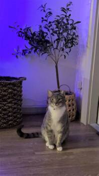 Domestic Short Hair and Tabby Cats Available for Adoption in Dallas, Texas - Katara 5935 | PetCurious