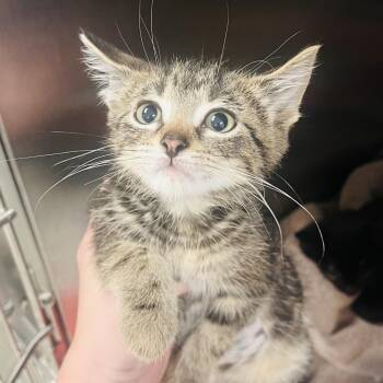 Kiwi -  Domestic Short Hair Cat for Adoption in Indianapolis, Indiana - Kiwi | PetCurious