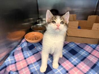 Domestic Short Hair Cats Available for Adoption in Antioch, California - GATEWAY ARCH | PetCurious