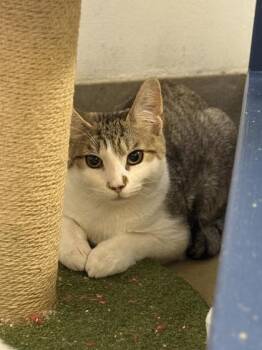 Wonton -  Domestic Short Hair Cat for Adoption in King William, Virginia - Wonton | PetCurious