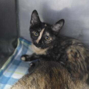 Thyme 26-0561 -  Domestic Short Hair Cat for Adoption in Yanceyville, North Carolina - Thyme 26-0561 | PetCurious