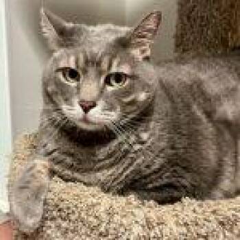 Cricket -  Tabby Cat for Adoption in Green Valley, Arizona - Cricket | PetCurious