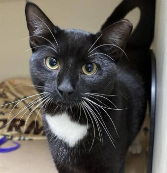 JUPITER -  Domestic Short Hair Cat for Adoption in Dedham, Massachusetts - JUPITER | PetCurious