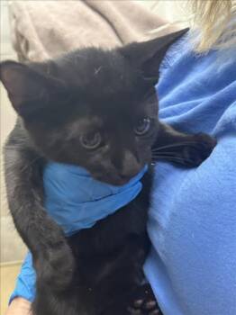 BRUSSEL SPROUTS -  Domestic Short Hair Cat for Adoption in Derwood, Maryland - BRUSSEL SPROUTS | PetCurious