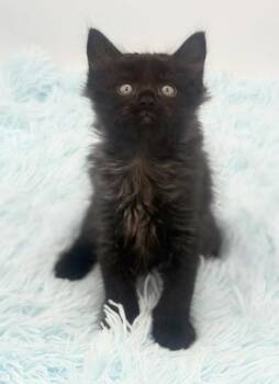 Contraband -  Ragamuffin Cat for Adoption in Covington, Louisiana - Contraband | PetCurious