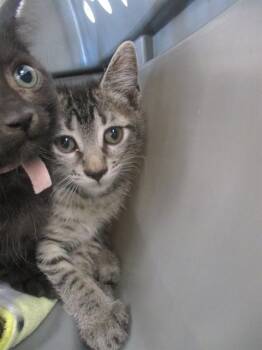 DIVA -  Domestic Short Hair Cat for Adoption in Ocala, Florida - DIVA | PetCurious
