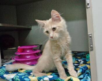 NIALL -  Tiger Cat for Adoption in Delhi, New York - NIALL | PetCurious