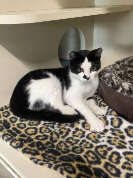 Domestic Short Hair Cats Available for Adoption - Coconut | PetCurious