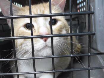 Domestic Short Hair Cats Available for Adoption in Omaha, Nebraska - RED | PetCurious