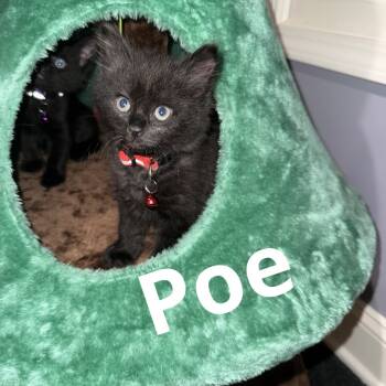 Rescue Domestic Short Hair Cats for Adoption in Brevard, North Carolina - Poe | PetCurious