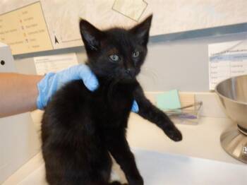 A1408414 -  Domestic Long Hair Cat for Adoption in San Jose, California - A1408414 | PetCurious