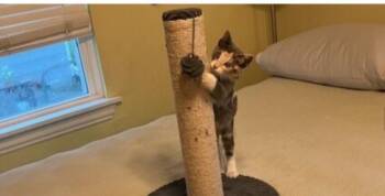 Rescue Domestic Short Hair Cats for Adoption in Houston, Texas - Precious | PetCurious