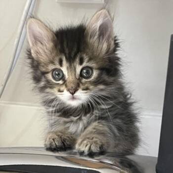 Domestic Short Hair Cats Available for Adoption in Las Vegas, Nevada - BROWNIE | PetCurious