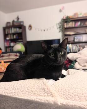 Rescue Bombay Cats for Adoption in Maryville, Tennessee - Michael | PetCurious