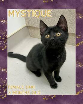 Rescue Domestic Medium Hair Cats for Adoption in Danville, Indiana - Mystique | PetCurious