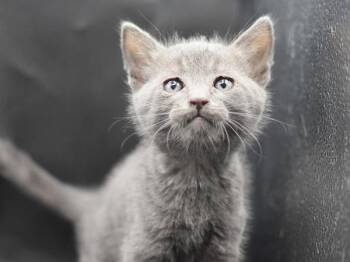 Theodore -  Domestic Short Hair Cat for Adoption in Portland, Oregon - Theodore | PetCurious