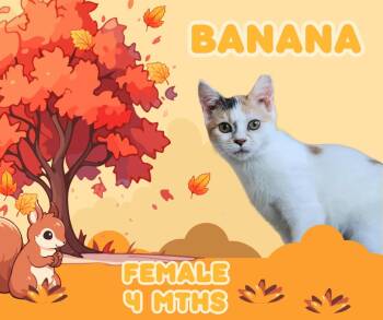 Rescue Domestic Short Hair Cats for Adoption in Tama, Iowa - Banana | PetCurious
