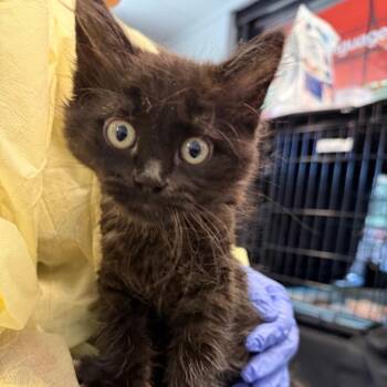 Mica -  Domestic Long Hair Cat for Adoption in Salt Lake City, Utah - Mica | PetCurious
