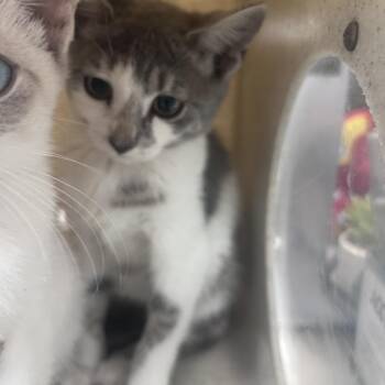 Rogue -  Domestic Short Hair Cat for Adoption in Philadelphia, Pennsylvania - Rogue | PetCurious