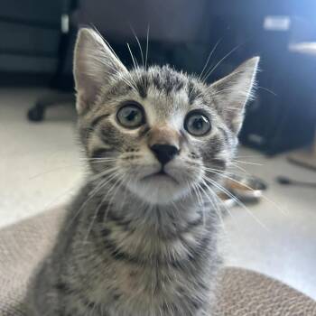 Domestic Short Hair Cats Available for Adoption in Clavet, Saskatchewan - Whiskey | PetCurious