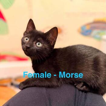 Morse -  Domestic Short Hair Cat for Adoption in Saugerties, New York - Morse | PetCurious