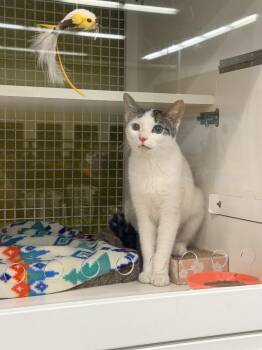 Ivy Mae -  Domestic Short Hair Cat for Adoption in Telford, Pennsylvania - Ivy Mae | PetCurious