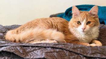 Bacon -  Domestic Medium Hair Cat for Adoption in Wasilla, Alaska - Bacon | PetCurious